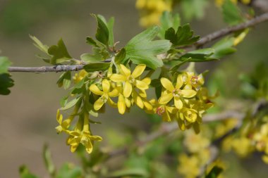 Frenk üzümü bush altın çiçekli.
