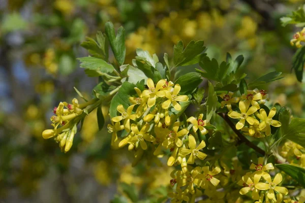 Květu rybízu bush zlato. — Stock fotografie