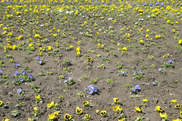 Blomma säng. Gula och blå blommor på blomsterrabatten. — Stockfoto