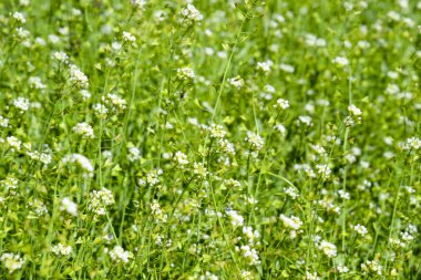 Çoban çantası bitki. Glade Çoban çantası ile. Capsella bursa-pastoris