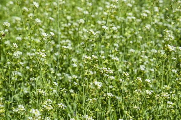 Plantează un sac de păstori. Lamă cu un sac de păstori. Capsella bursa-pastoris — Fotografie, imagine de stoc