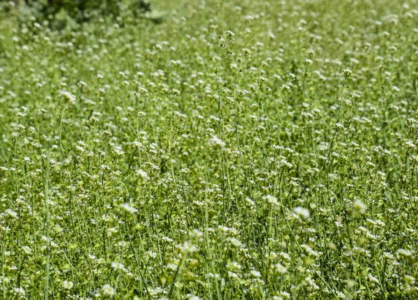 Plantera en herdar väska. Glade med en herdar väska. Capsella bursa-pastoris — Stockfoto