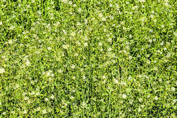 Çoban çantası bitki. Glade Çoban çantası ile. Capsella bursa-pastoris — Stok fotoğraf