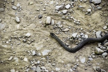 Viper sıradan. Yolda yılan. Kayalar ile yere boyunca yılan tarar.