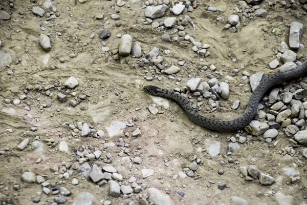 La víbora es común. Serpiente en la carretera. La serpiente se arrastra por el suelo con rocas . — Foto de Stock