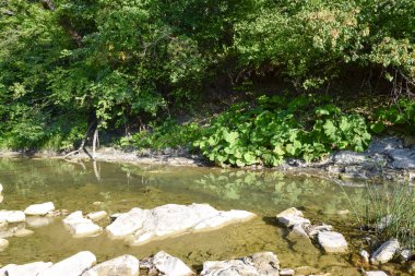 Dağ nehir. Sığ dağ nehir, buzlu su akıyor.