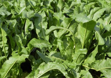 Bitki horseradish. Baharatlı bitki bahçesinde. At-turp bahçede yaygındır.