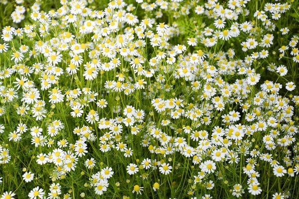 Glade av blommor av chamomiles. — Stockfoto