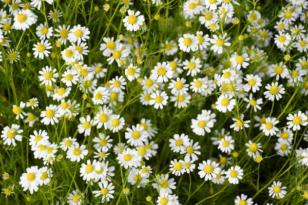 Lichtung der Blüten der Kamille. — Stockfoto