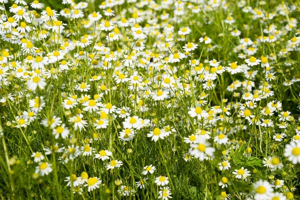 Glade. Flowering chamomile. — Stock Photo, Image