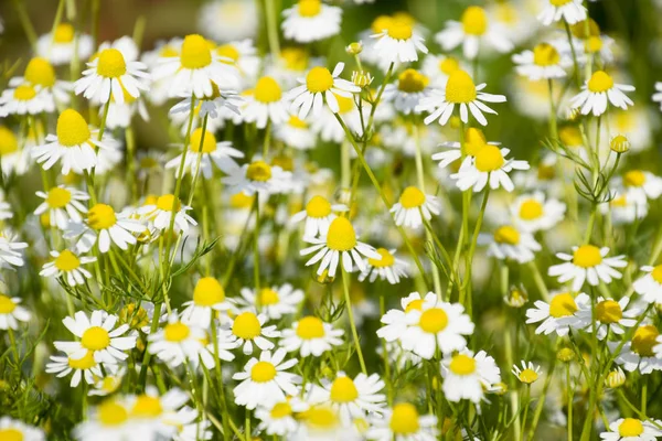 Glade. Flowering chamomile. — Stock Photo, Image