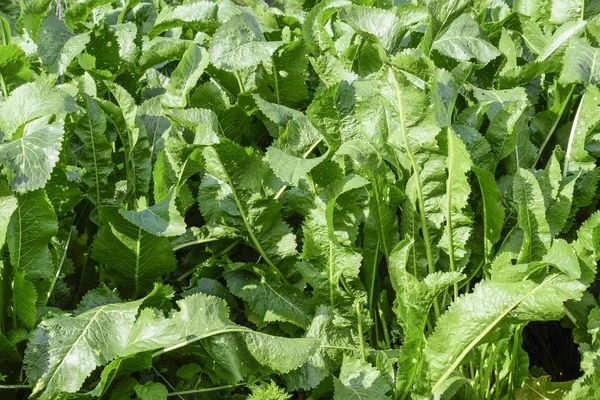 Pianta rafano. Pianta piccante in giardino. Il rafano è comune in giardino . — Foto Stock