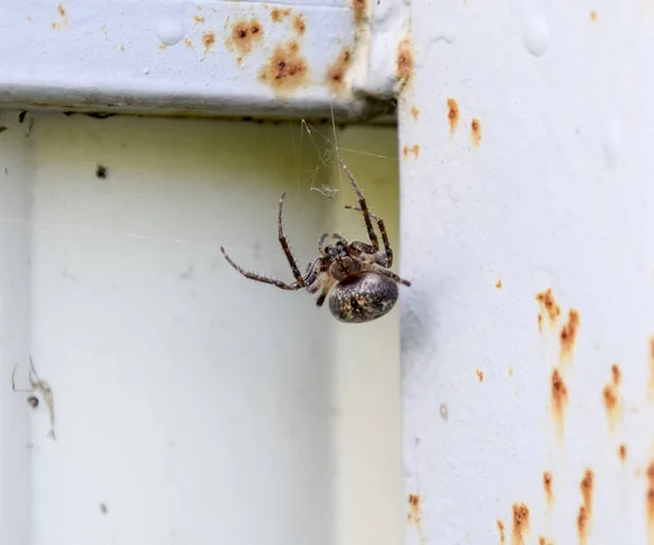 Vrouwelijke spin uit het crosspiece weeft het net. Spin op het hek. — Stockfoto