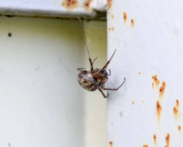 Женщина-паук из переплетения плетёт сеть. Паук на заборе . — стоковое фото