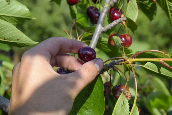Berries of sweet cherries in a hand. Ripe sweet cherry.