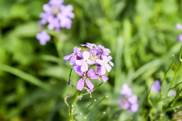 Dames rocket. Hesperis matronalis