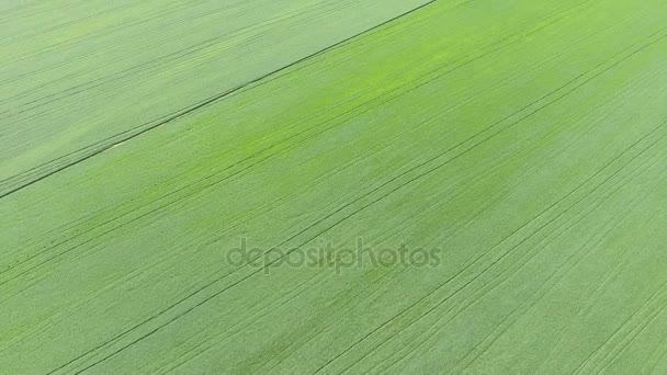 Текстура пшеничного поля. Фон молодой зеленой пшеницы на поле. Фото с квадрокоптера. Аэрофото пшеничного поля — стоковое видео