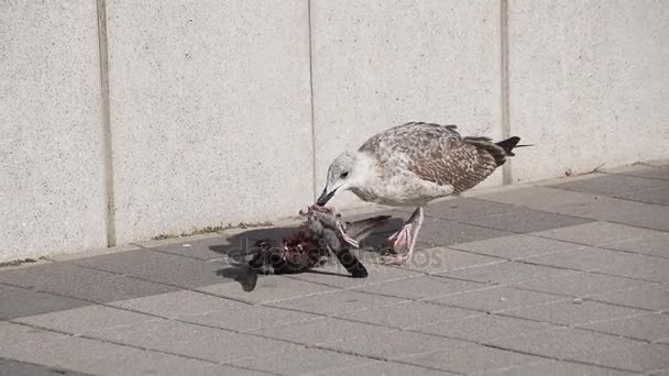 A gaivota está a comer uma pomba morta. A gaivota é um predador . — Vídeo de Stock