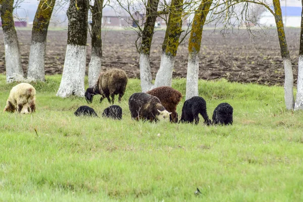 Owce Pasą Się Poboczu Drogi Pobliżu Drzew — Zdjęcie stockowe