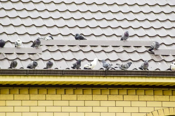 집의 지붕에 비둘기 무리에 앉아. — 스톡 사진