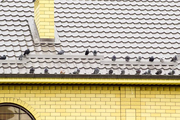 Gołębie na dachu domu siedzieć w stadzie. — Zdjęcie stockowe