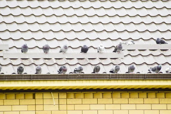 Gołębie na dachu domu siedzieć w stadzie. — Zdjęcie stockowe