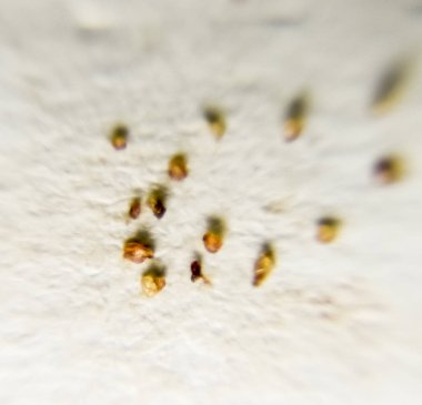 Bir kağıt üzerine parazitler. Cilt parazit kalıptan çekilmiş. Acari'siniz parazitler