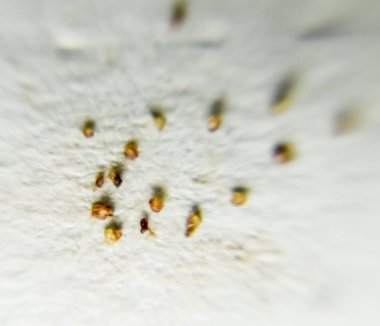 Bir kağıt üzerine parazitler. Cilt parazit kalıptan çekilmiş. Acari'siniz parazitler