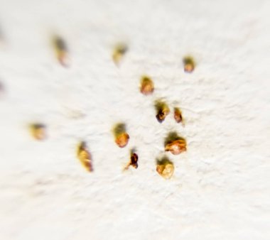 Bir kağıt üzerine parazitler. Cilt parazit kalıptan çekilmiş. Acari'siniz parazitler