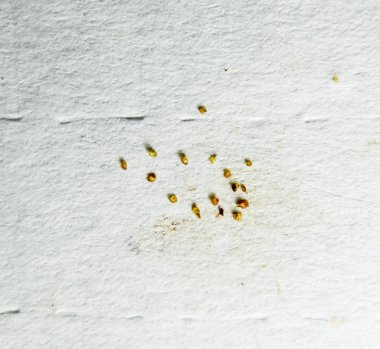 Bir kağıt üzerine parazitler. Cilt parazit kalıptan çekilmiş. Acari'siniz parazitler