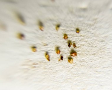 Bir kağıt üzerine parazitler. Cilt parazit kalıptan çekilmiş. Acari'siniz parazitler.