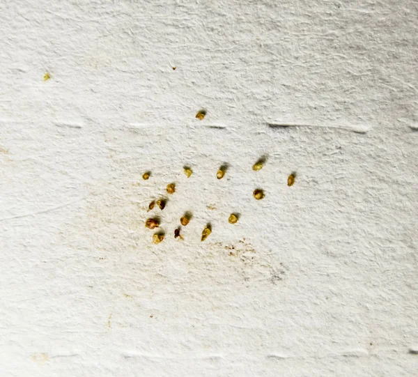 Parasites on a sheet of paper. Extruded from the skin parasites. Acari parasites. — Stock Photo, Image