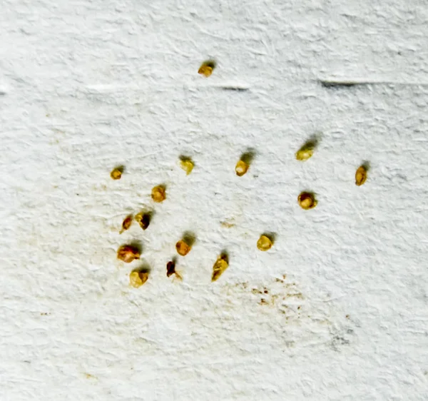 Parasites on a sheet of paper. Extruded from the skin parasites. Acari parasites. — Stock Photo, Image