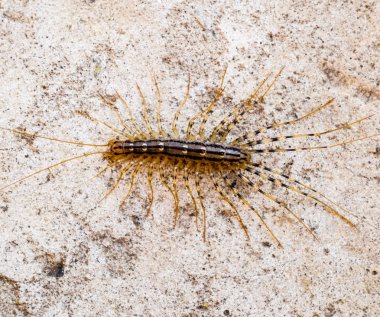 Sinekkapan. Scutigera coleoptrata. Kırkayak sinekkapan, böcek predator