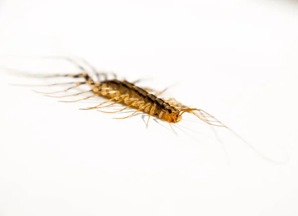 The Flycatcher. Scutigera coleoptrata. Centipede flycatcher, insect predator — Stock Photo, Image