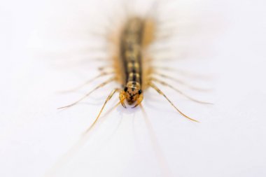 Sinekkapan. Scutigera coleoptrata. Kırkayak sinekkapan, böcek predator