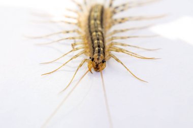 Sinekkapan. Scutigera coleoptrata. Kırkayak sinekkapan, böcek predator