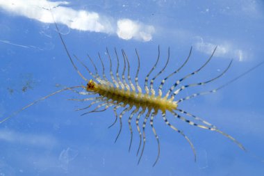 Kırkayak bankada. Sinekkapan. Kırkayak sinekkapan, böcek predator