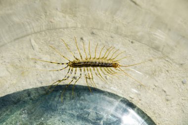 Kırkayak bankada. Sinekkapan. Kırkayak sinekkapan, böcek predator.