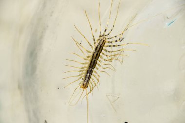 Kırkayak bankada. Sinekkapan. Kırkayak sinekkapan, böcek predator.