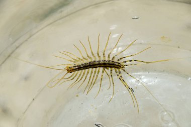 Kırkayak bankada. Sinekkapan. Kırkayak sinekkapan, böcek predator.