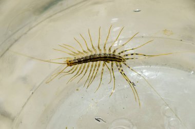 Kırkayak bankada. Sinekkapan. Kırkayak sinekkapan, böcek predator.