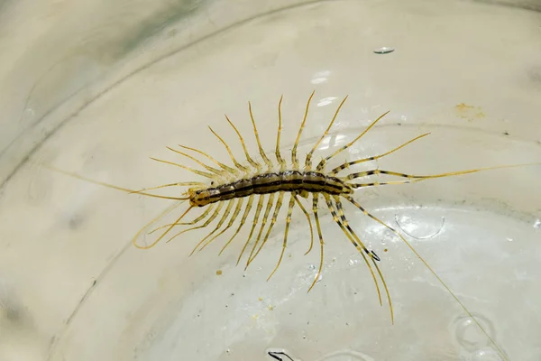 Millipede in the bank. The Flycatcher. Centipede flycatcher, insect predator. — Stock Photo, Image