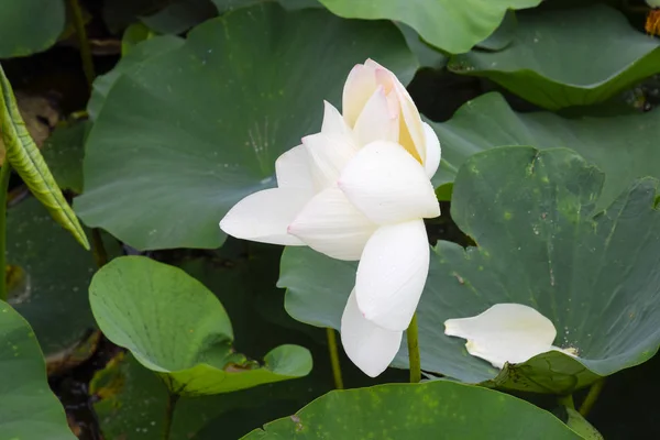 Lotus flower. Blooming lotus in the pond — Stock Photo, Image