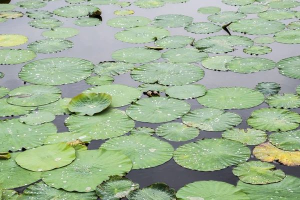 Water-lilies. Leaves of lotus in the pond. Water drops on lotus leaves
