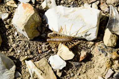 Taşlar ile yere Scutigera Coleoptera çalışır. Sinekkapan. Kırkayak sinekkapan, böcek predator