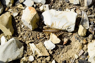 Taşlar ile yere Scutigera Coleoptera çalışır. Sinekkapan. Kırkayak sinekkapan, böcek predator