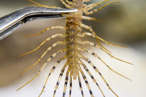 Légyölő Coleoptera szorított a csipesz. A légykapó. Százlábú légykapó, ragadozó rovarok — Stock Fotó