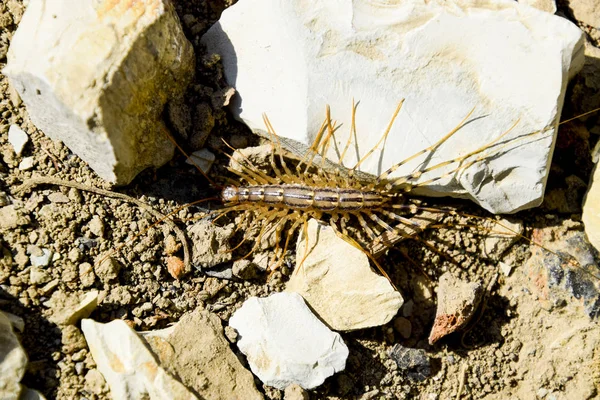 Légyölő Coleoptera fut a földön, kövekkel. A légykapó. Százlábú légykapó, ragadozó rovarok — Stock Fotó