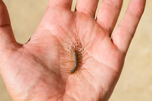 A légykapó. Légyölő Coleoptera fekszik a palm a személy. Százlábú légykapó, ragadozó rovarok — Stock Fotó